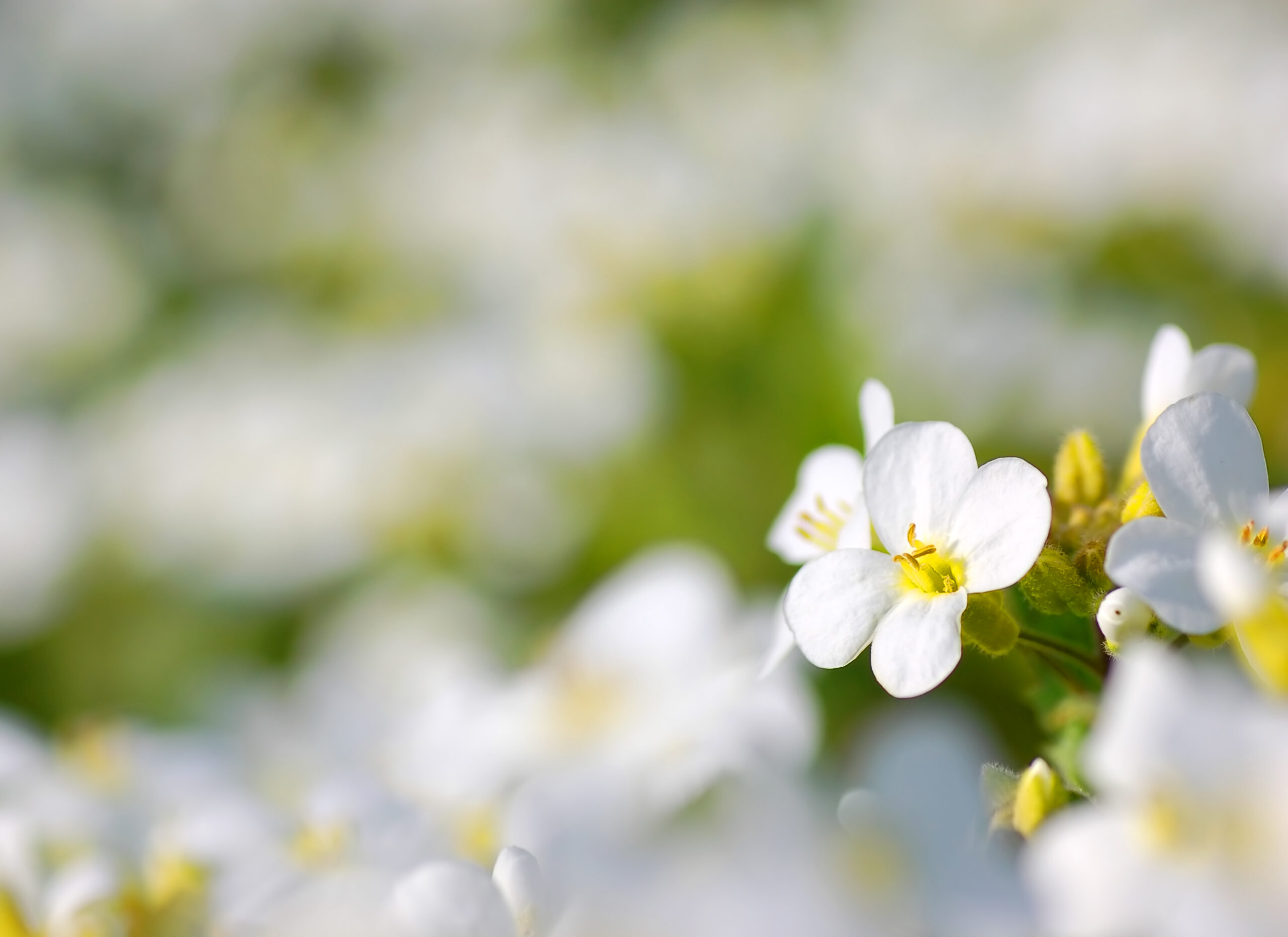 Spring flowers